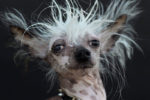 Top 10 Ugliest Dog Breeds Chinese Crested