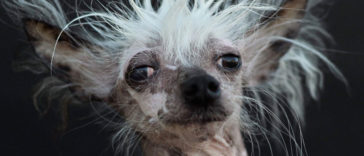 Top 10 Ugliest Dog Breeds Chinese Crested