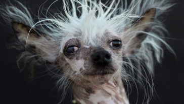Top 10 Ugliest Dog Breeds Chinese Crested