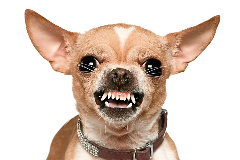 Most popular pet of all time, Chihuahuas