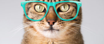 10 Interesting Cat Facts