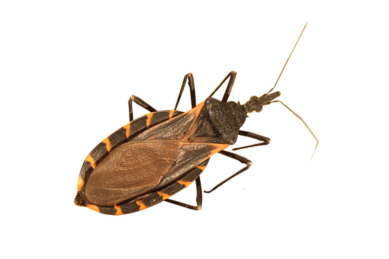 10 - Kissing Bug