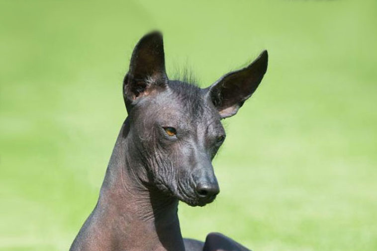 Top 10 Ugliest Dog Breeds - Factspedia