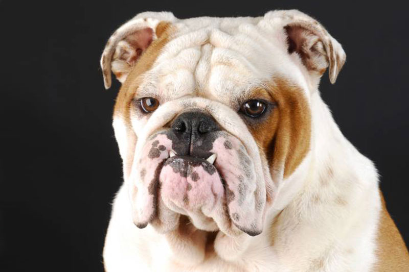 Bulldog Top 10 Ugliest Dog Breeds