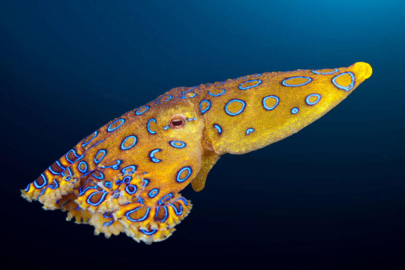 Blue Ringed Octopus