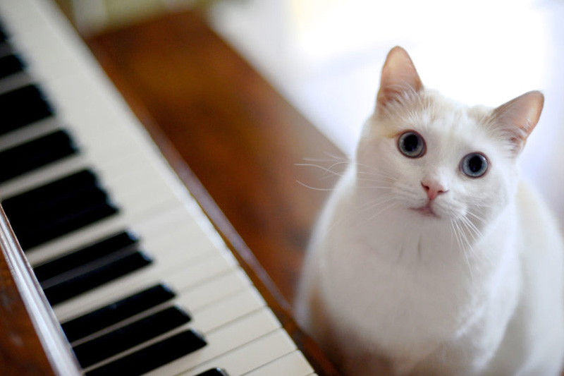 10 Interesting Cat Facts cats love music