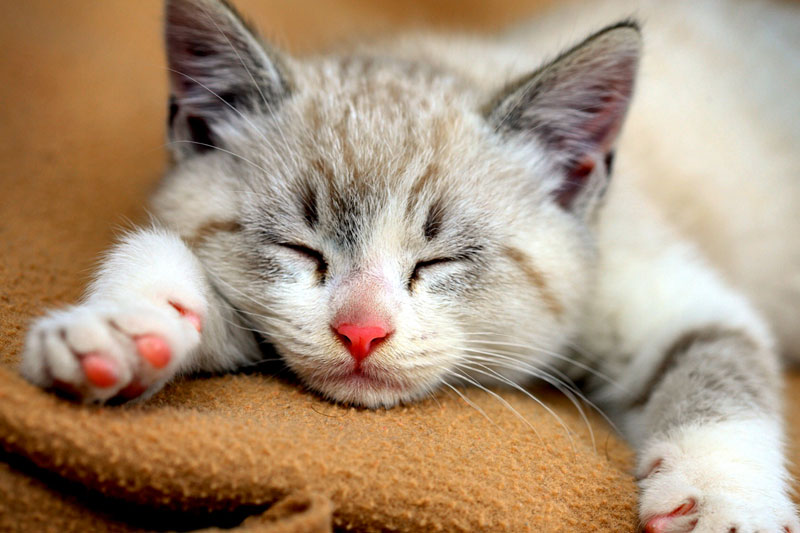 Facts about Cats - they sleep a lot