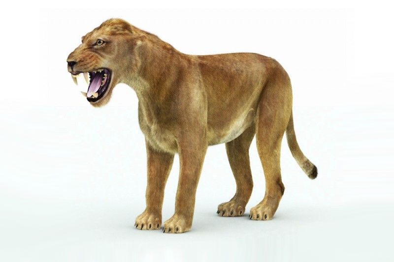 Cave Lion