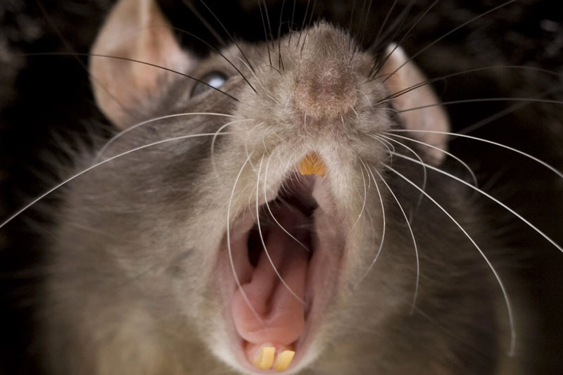 Brutal Torture Techniques Death by rat