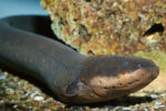 The adult electric eel can produce a five hundred volt shock, which is enough to stun a horse.