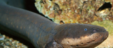The adult electric eel can produce a five hundred volt shock, which is enough to stun a horse.