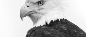 Facts About Bald Eagles