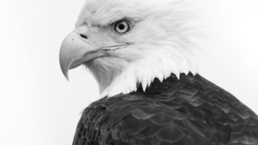 Facts About Bald Eagles