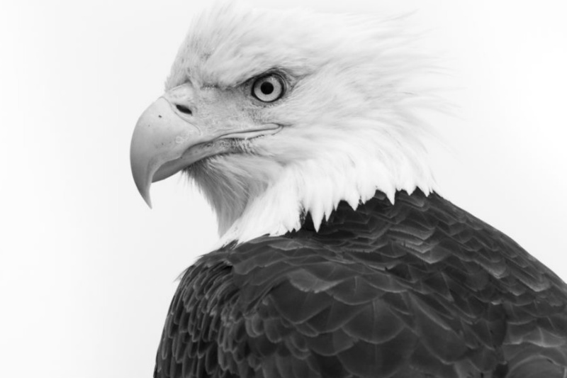 Facts About Bald Eagles