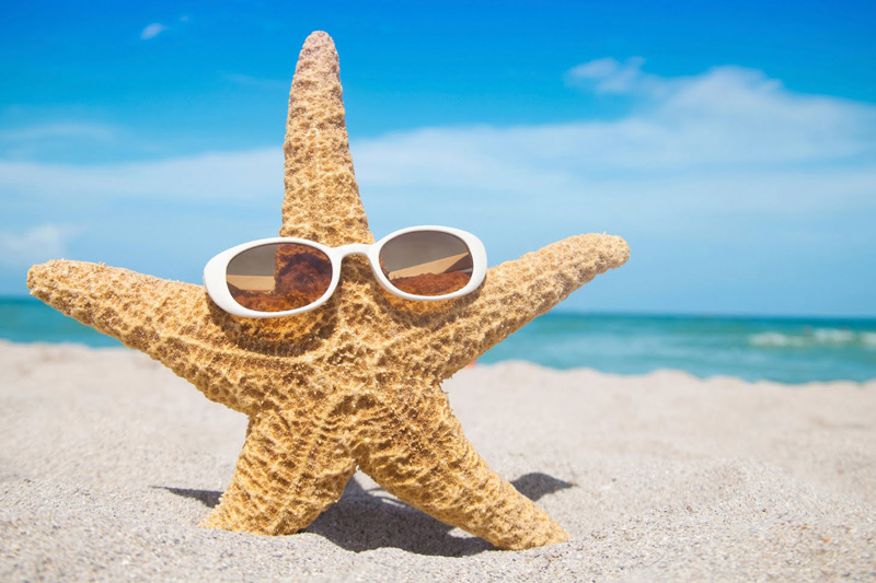 Fun & Interesting Facts About Starfish