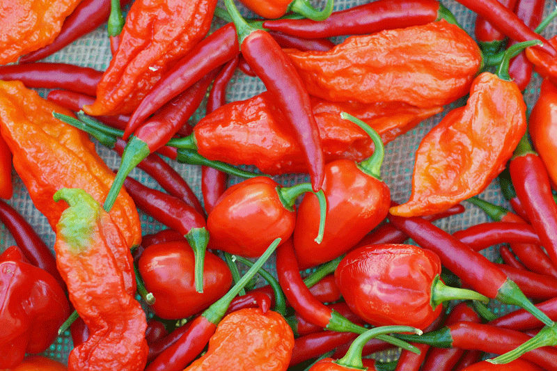 Interesting Facts about Chili Peppers