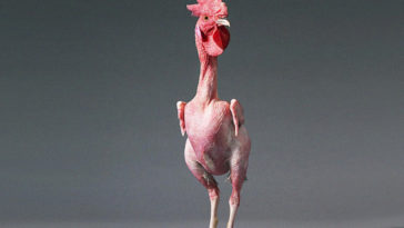 A chicken loses its feathers when it becomes stressed.