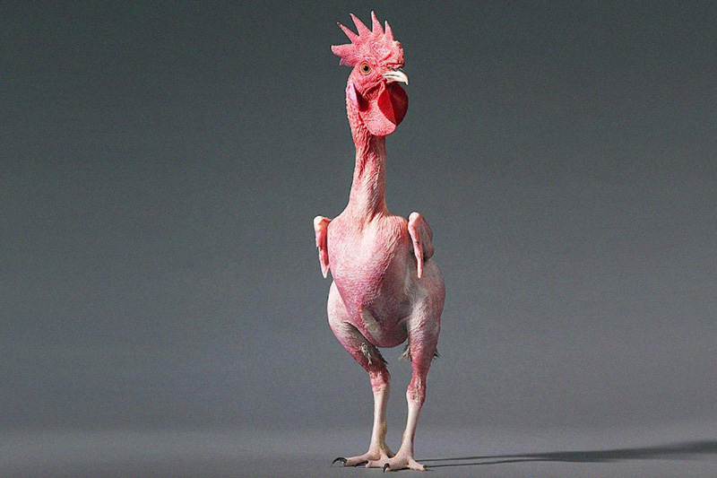 A chicken loses its feathers when it becomes stressed.