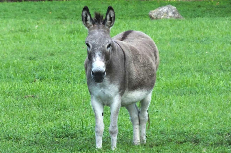 Forced to walk in public with a donkey and an apology sign