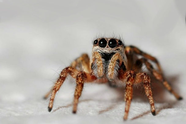 Fun & Interesting Facts About Spiders - Factspedia