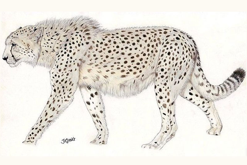 Giant Cheetah