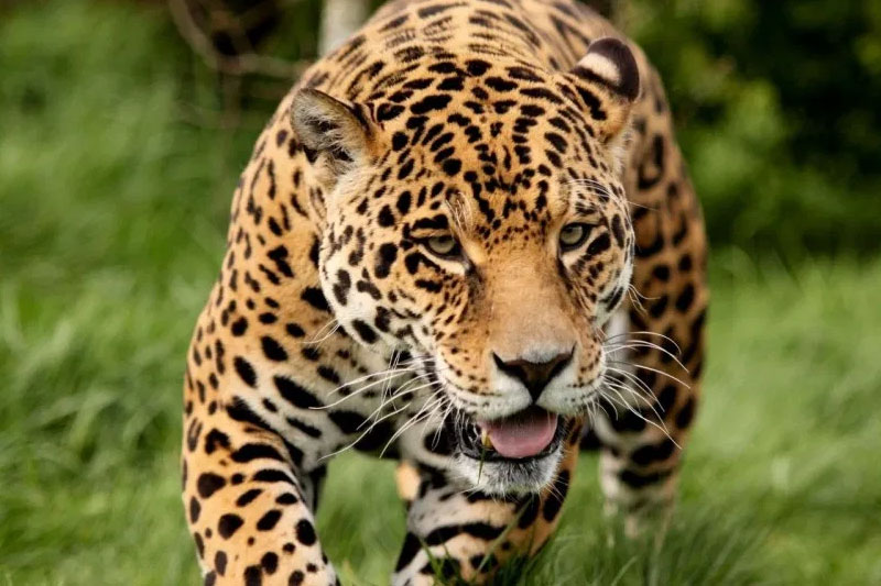 Giant Jaguar