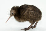 The New Zealand Kiwi bird cannot fly.