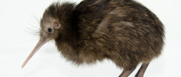 The New Zealand Kiwi bird cannot fly.