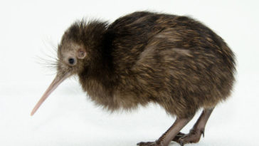 The New Zealand Kiwi bird cannot fly.