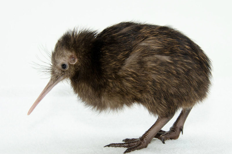 The new zealand kiwi контрольная работа