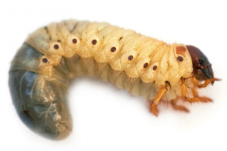 Top Ten Bugs You Can Eat Factspedia