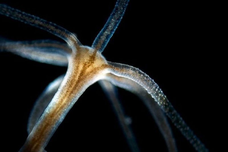 Hydra Magnipapillata Animals who live forever