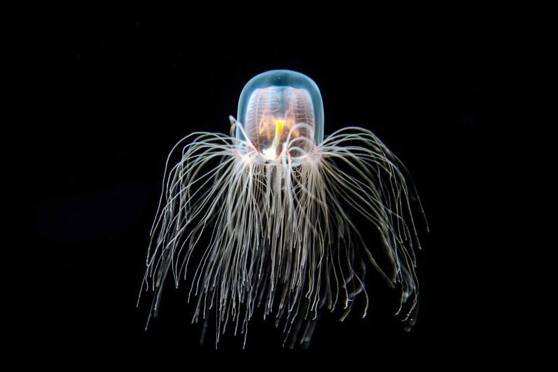Immortal Jelly Fish Animals who live forever