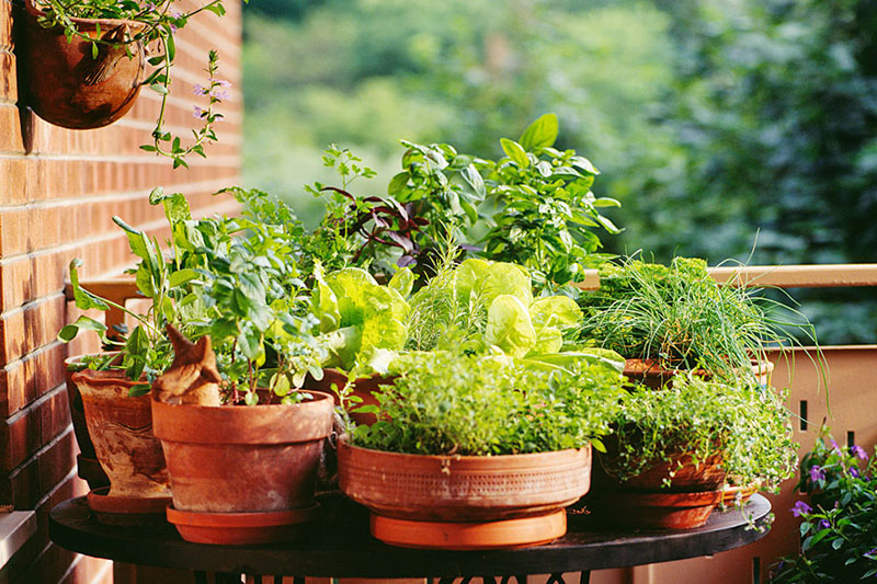 Improve your garden plants’ growth