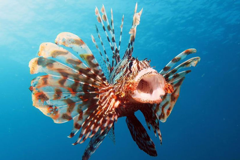 Lionfish