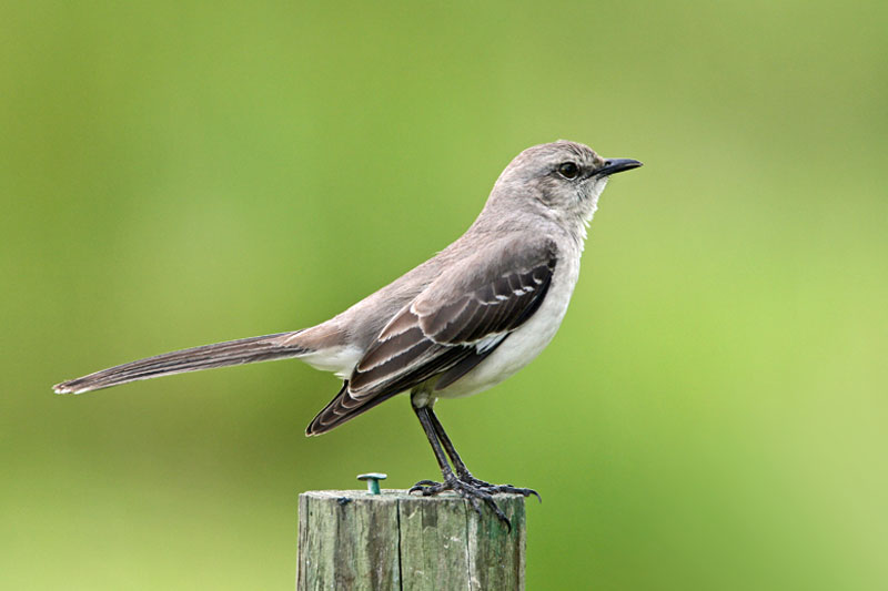 Fun & Interesting Facts About Mockingbirds - Factspedia