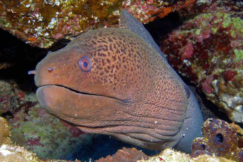 Moray Eel