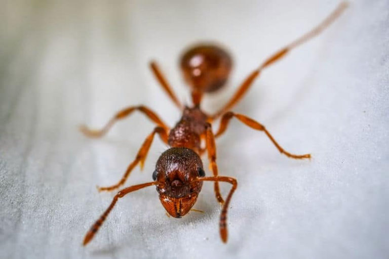 10 Incredible Facts About Peanut Butter Factspedia