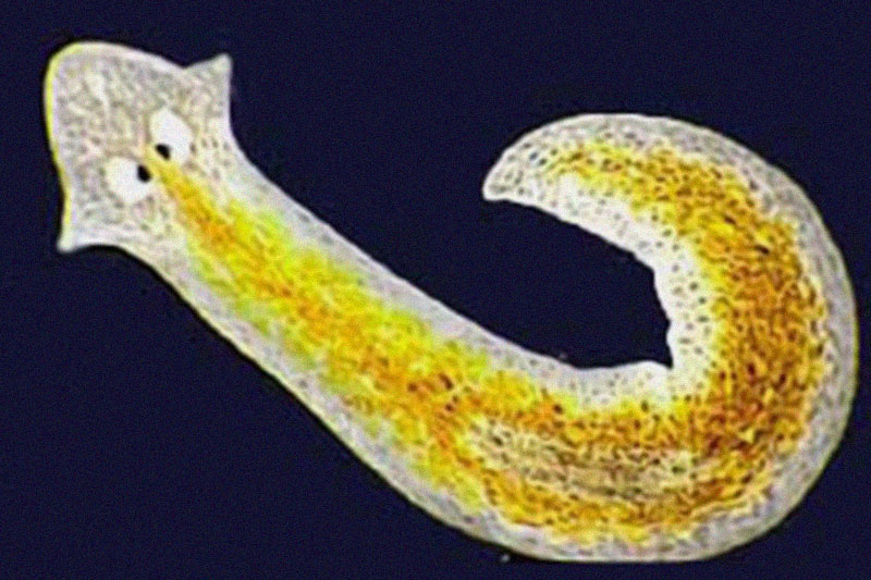 Planarian Flatworms Animals who live forever