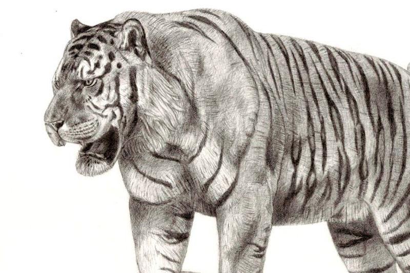 Pleistocene tiger