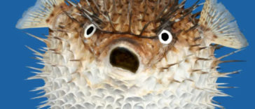 Puffer Fish