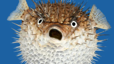 Puffer Fish