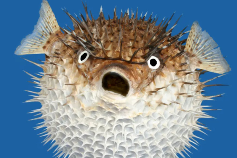 Puffer Fish