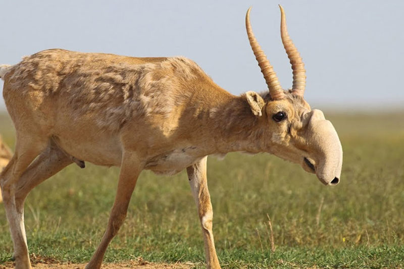 Saiga Antelope