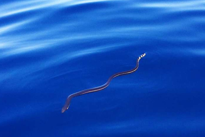 Sea Snake