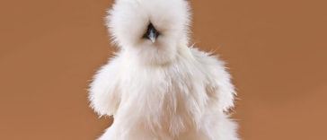Silkie Chicken