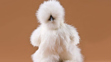 Silkie Chicken