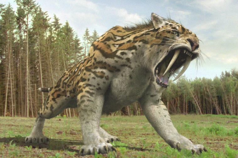 10 Biggest Cats in the History Factspedia