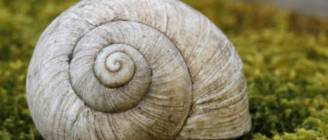 Some desert snails have been known to sleep for three to four years.