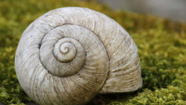 Some desert snails have been known to sleep for three to four years.